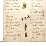 Bessie Slater's Beautiful 19th Century Ink and Watercolor Botany Chart: Roots and Stems