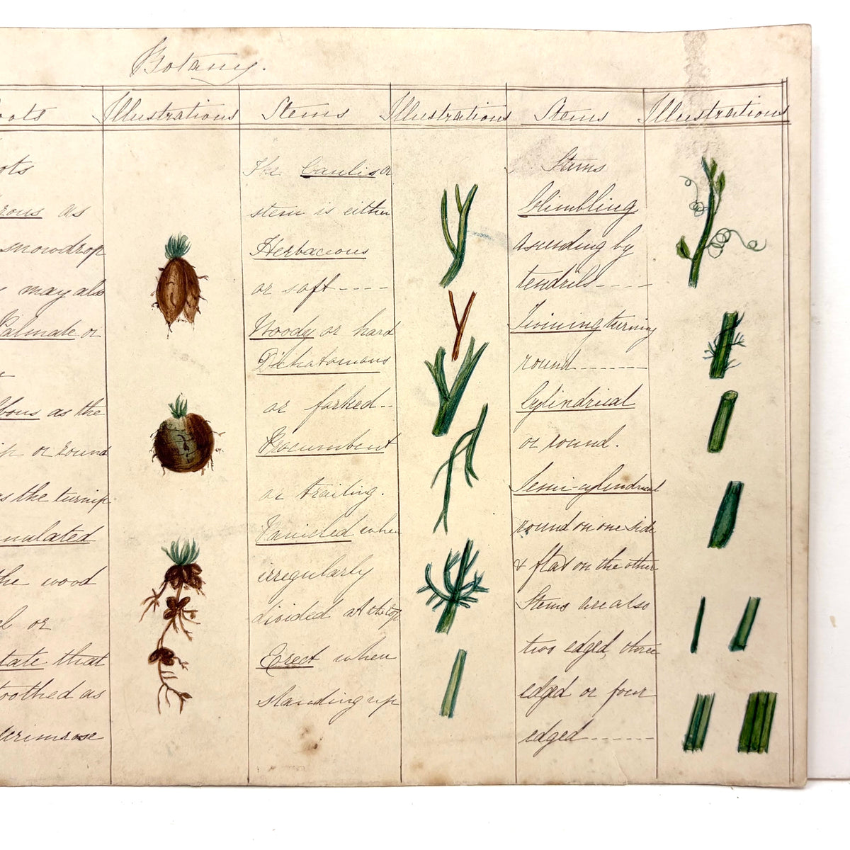 Bessie Slater's Beautiful 19th Century Ink and Watercolor Botany Chart ...