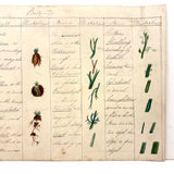 Bessie Slater's Beautiful 19th Century Ink and Watercolor Botany Chart: Roots and Stems