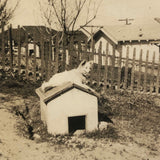 Over and On the Doghouse, Pair of Vintage Snapshots