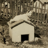 Over and On the Doghouse, Pair of Vintage Snapshots