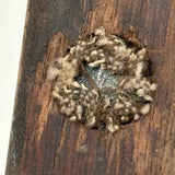 Old Hand-carved Wooden Mold for Lead Shot, Still Filled