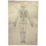 Human Skeletal System, c. 1920s-40s Graphite on Card Anatomy Drawing Signed Charlotte Lehto