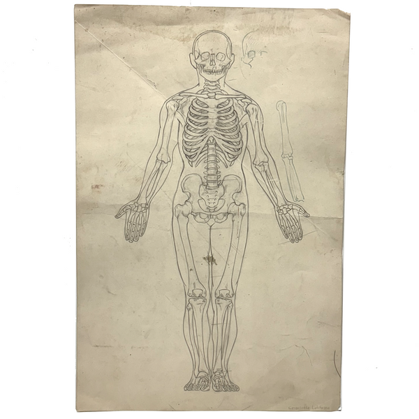 Human Skeletal System, c. 1920s-40s Graphite on Card Anatomy Drawing Signed Charlotte Lehto