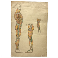 Human Muscular System, Large Pair of c. 1920s-40s Anatomical Drawings in Fantastic Color  Colored