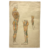 Human Muscular System, Large Pair of c. 1920s-40s Anatomical Drawings in Fantastic Color  Colored