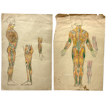 Human Muscular System, Large Pair of c. 1920s-40s Anatomical Drawings in Fantastic Color  Colored