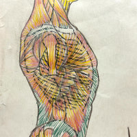 Human Muscular System, Large Pair of c. 1920s-40s Anatomical Drawings in Fantastic Color  Colored