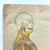 Human Muscular System, Large Pair of c. 1920s-40s Anatomical Drawings in Fantastic Color  Colored