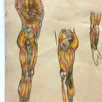 Human Muscular System, Large Pair of c. 1920s-40s Anatomical Drawings in Fantastic Color  Colored