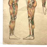 Human Muscular System, Large Pair of c. 1920s-40s Anatomical Drawings in Fantastic Color  Colored