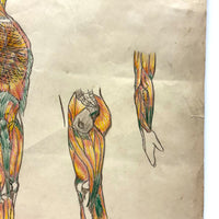 Human Muscular System, Large Pair of c. 1920s-40s Anatomical Drawings in Fantastic Color  Colored