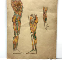 Human Muscular System, Large Pair of c. 1920s-40s Anatomical Drawings in Fantastic Color  Colored