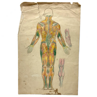 Human Muscular System, Large Pair of c. 1920s-40s Anatomical Drawings in Fantastic Color  Colored