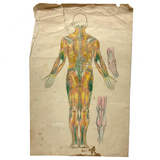 Human Muscular System, Large Pair of c. 1920s-40s Anatomical Drawings in Fantastic Color  Colored