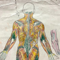 Human Muscular System, Large Pair of c. 1920s-40s Anatomical Drawings in Fantastic Color  Colored