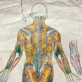 Human Muscular System, Large Pair of c. 1920s-40s Anatomical Drawings in Fantastic Color  Colored