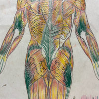 Human Muscular System, Large Pair of c. 1920s-40s Anatomical Drawings in Fantastic Color  Colored