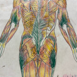 Human Muscular System, Large Pair of c. 1920s-40s Anatomical Drawings in Fantastic Color  Colored