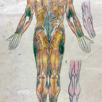 Human Muscular System, Large Pair of c. 1920s-40s Anatomical Drawings in Fantastic Color  Colored