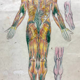 Human Muscular System, Large Pair of c. 1920s-40s Anatomical Drawings in Fantastic Color  Colored