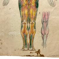 Human Muscular System, Large Pair of c. 1920s-40s Anatomical Drawings in Fantastic Color  Colored