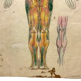 Human Muscular System, Large Pair of c. 1920s-40s Anatomical Drawings in Fantastic Color  Colored