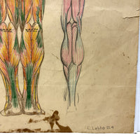 Human Muscular System, Large Pair of c. 1920s-40s Anatomical Drawings in Fantastic Color  Colored