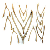 Collection of 12 Old Lucky Wishbones, Found in PA