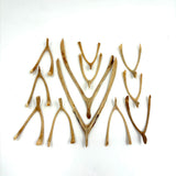 Collection of 12 Old Lucky Wishbones, Found in PA