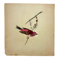 Purple Finch on Pine Cone Dotted Branch, Lovely Antique Watercolor