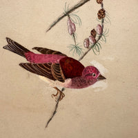 Purple Finch on Pine Cone Dotted Branch, Lovely Antique Watercolor