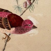 Purple Finch on Pine Cone Dotted Branch, Lovely Antique Watercolor