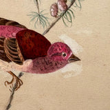 Purple Finch on Pine Cone Dotted Branch, Lovely Antique Watercolor