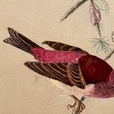 Purple Finch on Pine Cone Dotted Branch, Lovely Antique Watercolor