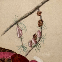Purple Finch on Pine Cone Dotted Branch, Lovely Antique Watercolor