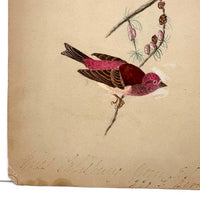 Purple Finch on Pine Cone Dotted Branch, Lovely Antique Watercolor