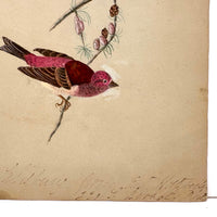 Purple Finch on Pine Cone Dotted Branch, Lovely Antique Watercolor