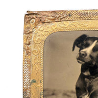Soulful Terrier on Patterned Rug, 19th C. Sixth Plate Tintype in Foil Wrap