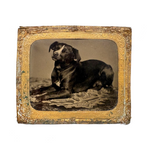 Soulful Terrier on Patterned Rug, 19th C. Sixth Plate Tintype in Foil Wrap