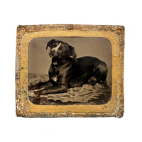 Soulful Terrier on Patterned Rug, 19th C. Sixth Plate Tintype in Foil Wrap