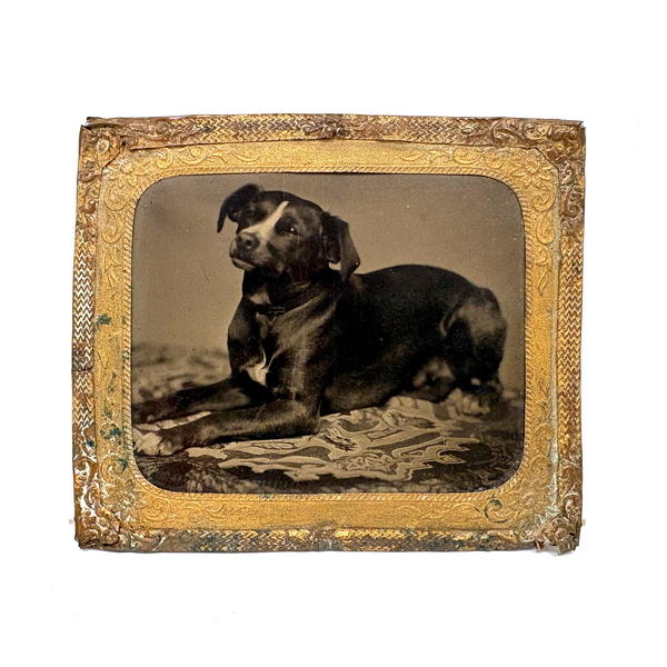 Soulful Terrier on Patterned Rug, 19th C. Sixth Plate Tintype in Foil Wrap