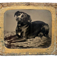 Soulful Terrier on Patterned Rug, 19th C. Sixth Plate Tintype in Foil Wrap