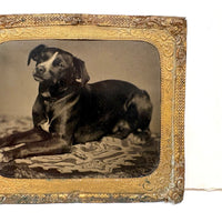 Soulful Terrier on Patterned Rug, 19th C. Sixth Plate Tintype in Foil Wrap
