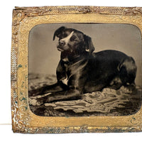 Soulful Terrier on Patterned Rug, 19th C. Sixth Plate Tintype in Foil Wrap