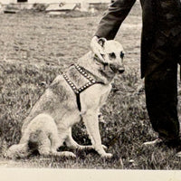 Quizzical Older Man with German Shepherd and Tall Stick, Vintage Velox Snapshot