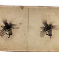 Pair of Lilies, 19th C. Homemade Stereoview