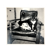 Three Cats and a Bunny, Vintage Snapshot