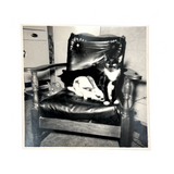 Three Cats and a Bunny, Vintage Snapshot