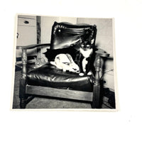 Three Cats and a Bunny, Vintage Snapshot